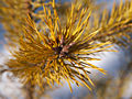 Pinus sylvestris Tomszak IMG_4071 Sosna pospolita